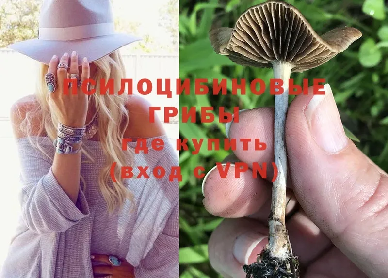 Галлюциногенные грибы Psilocybe  Карпинск 